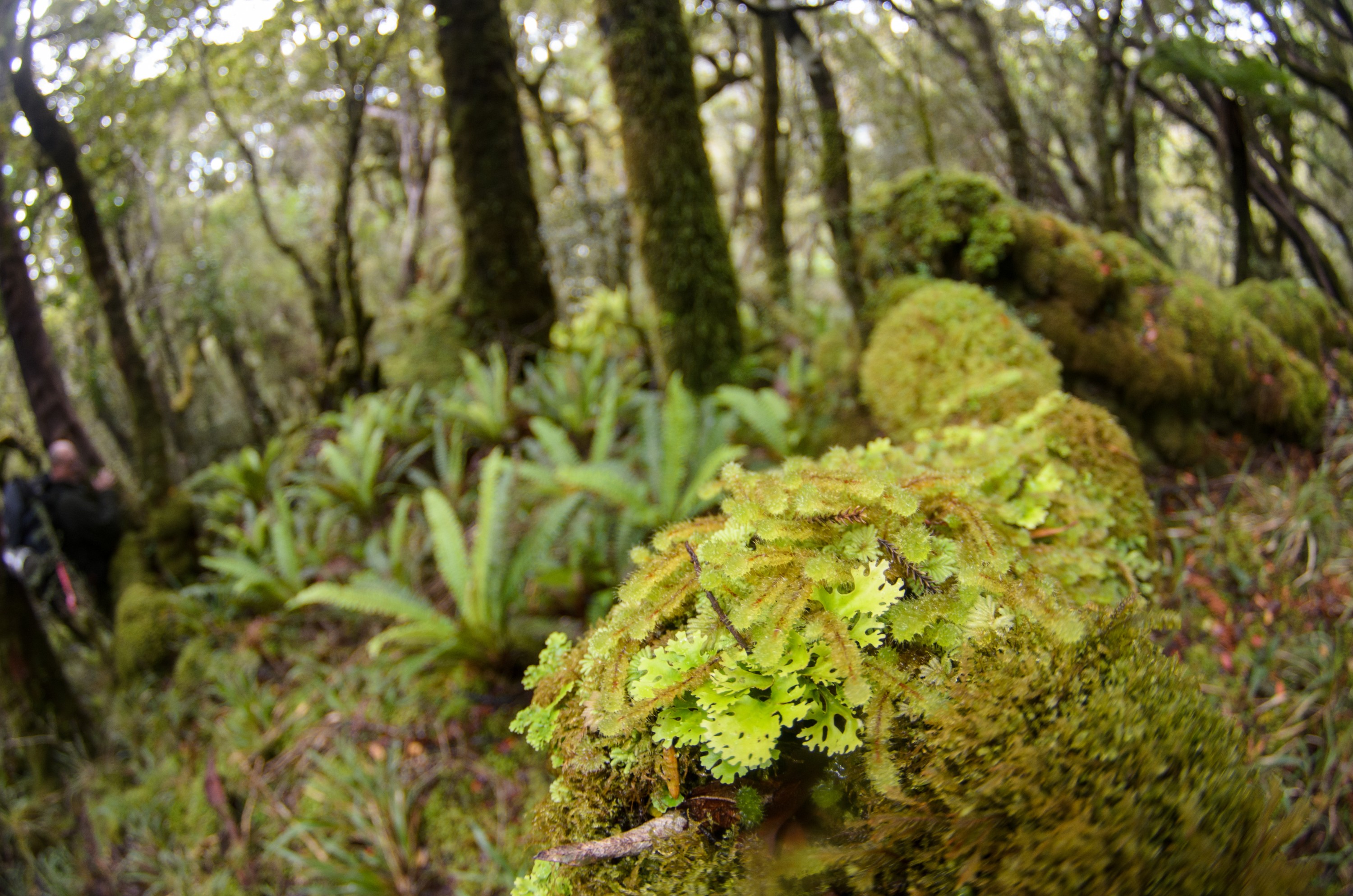 DSC_3089 – Adventure, Crispin, Island, March 2017, National Park, New, New Zealand, Rakiura, South, Stewart, Zealand